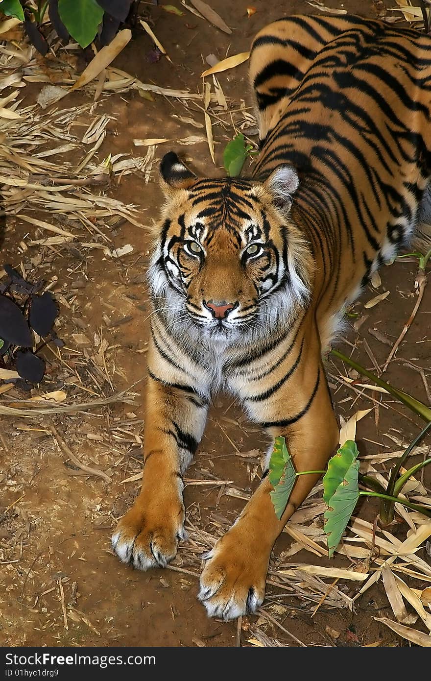 Sumatran Tigress