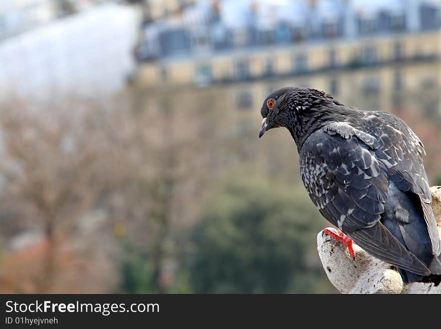 Parisian Pigeon