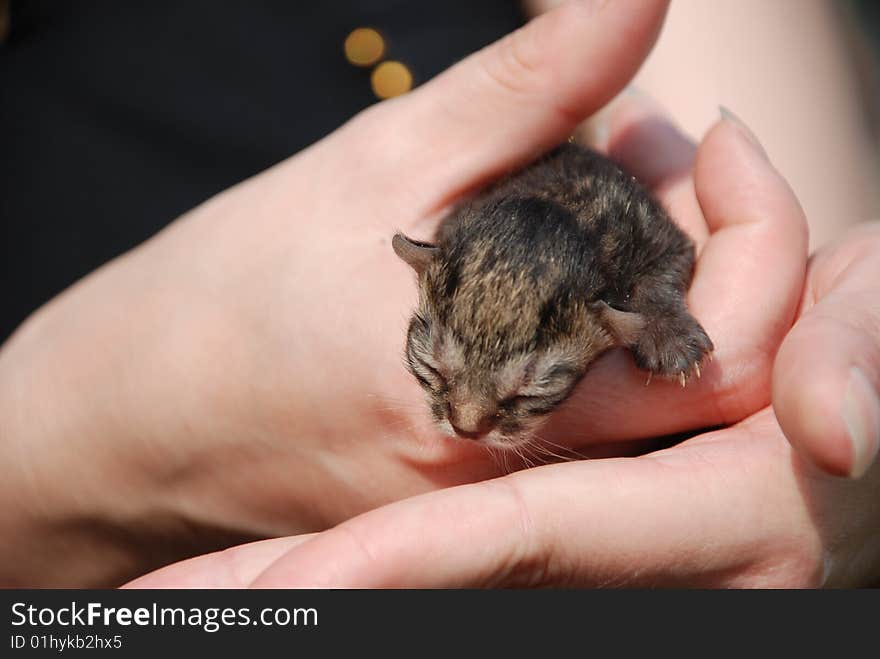 Newborn kitten on a woman hand