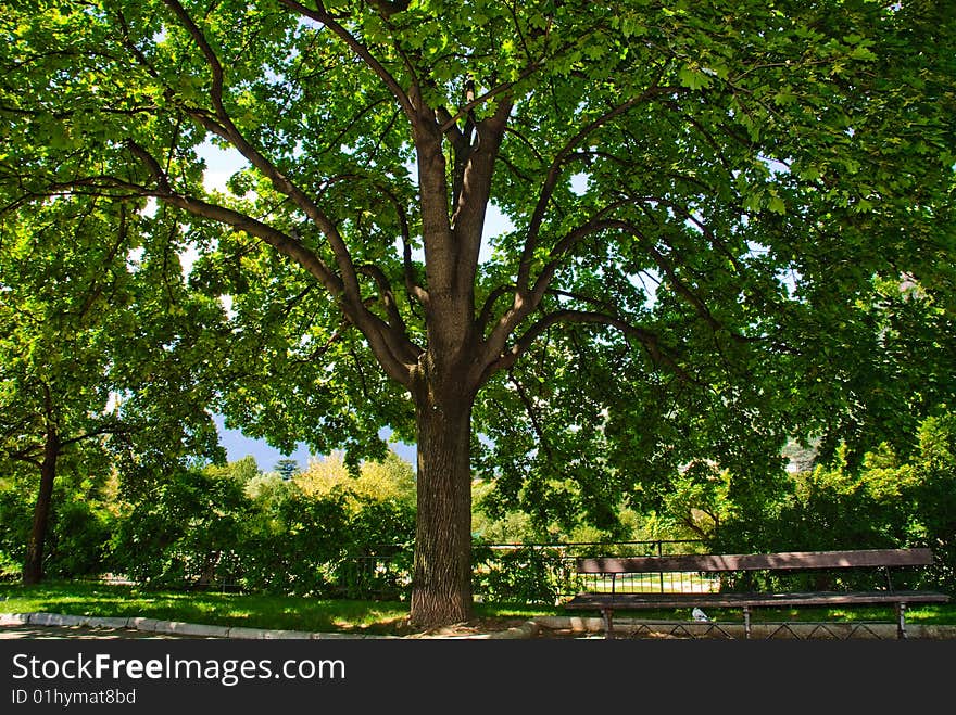 A tree isolated in a park. A tree isolated in a park.