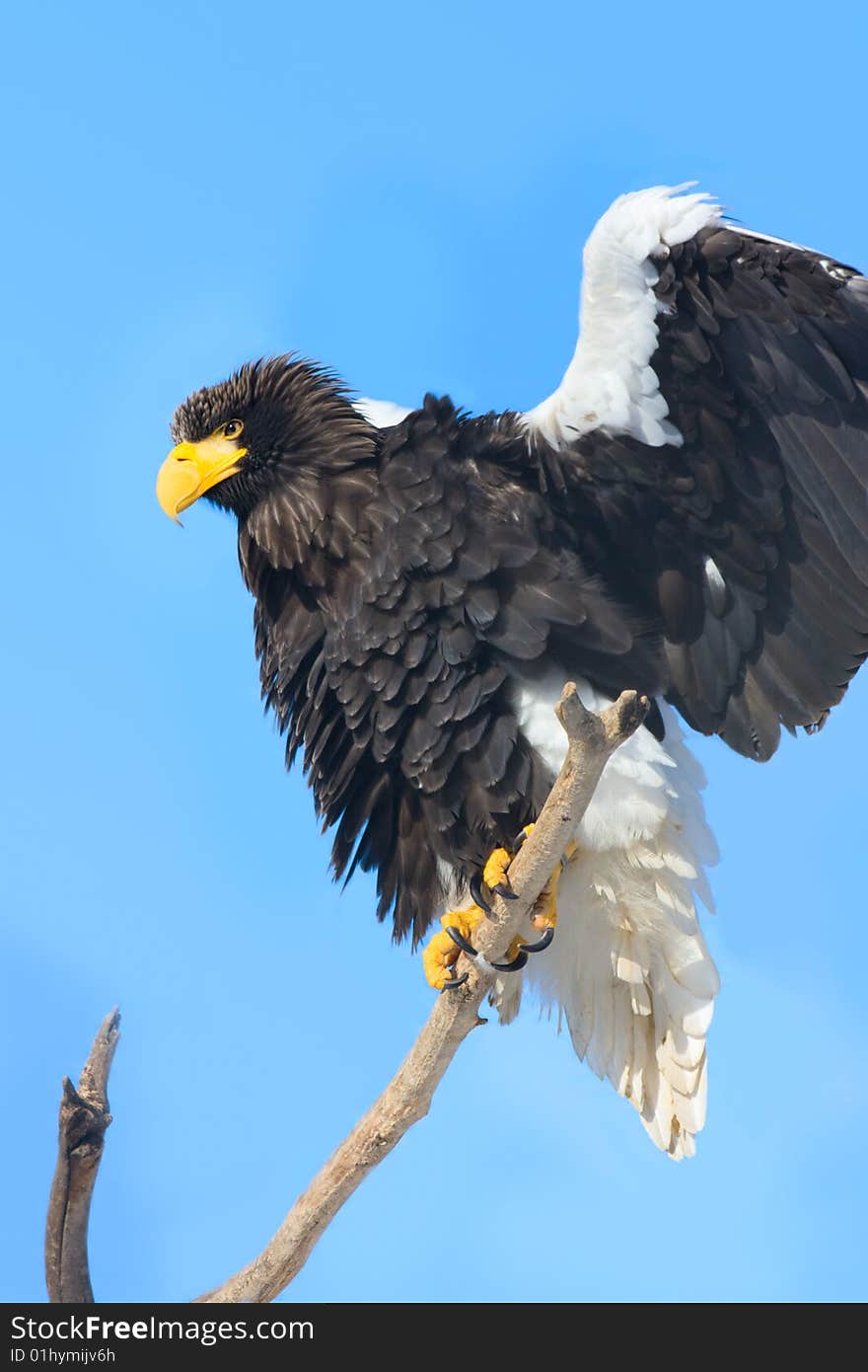 Steller s Sea Eagle