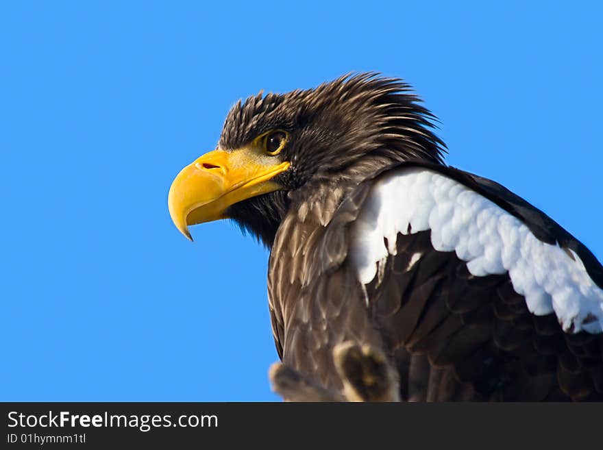 Steller s Sea Eagle