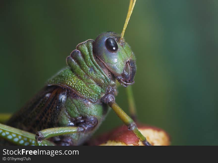 Giant South American Grasshopper (Tropidacris violaceus)