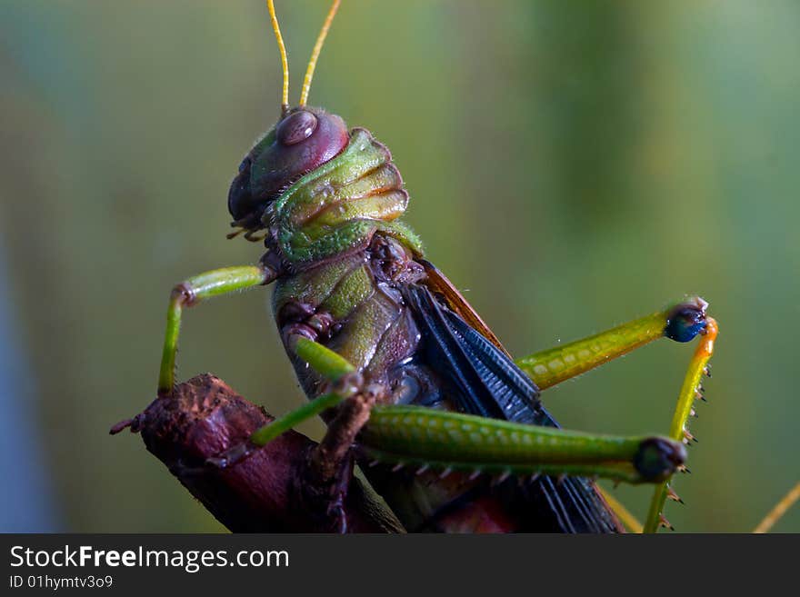 Giant South American Grasshopper (Tropidacris violaceus)