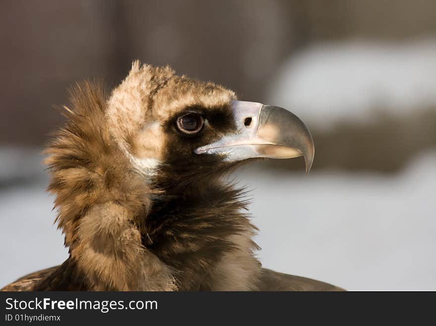 Eurasian Black Vulture