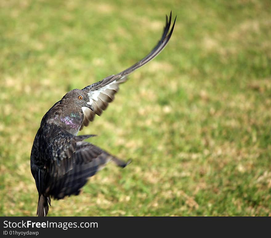 Pigeon about to land