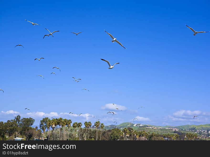 Sea Gulls Flying over Doheny State Beach. Sea Gulls Flying over Doheny State Beach