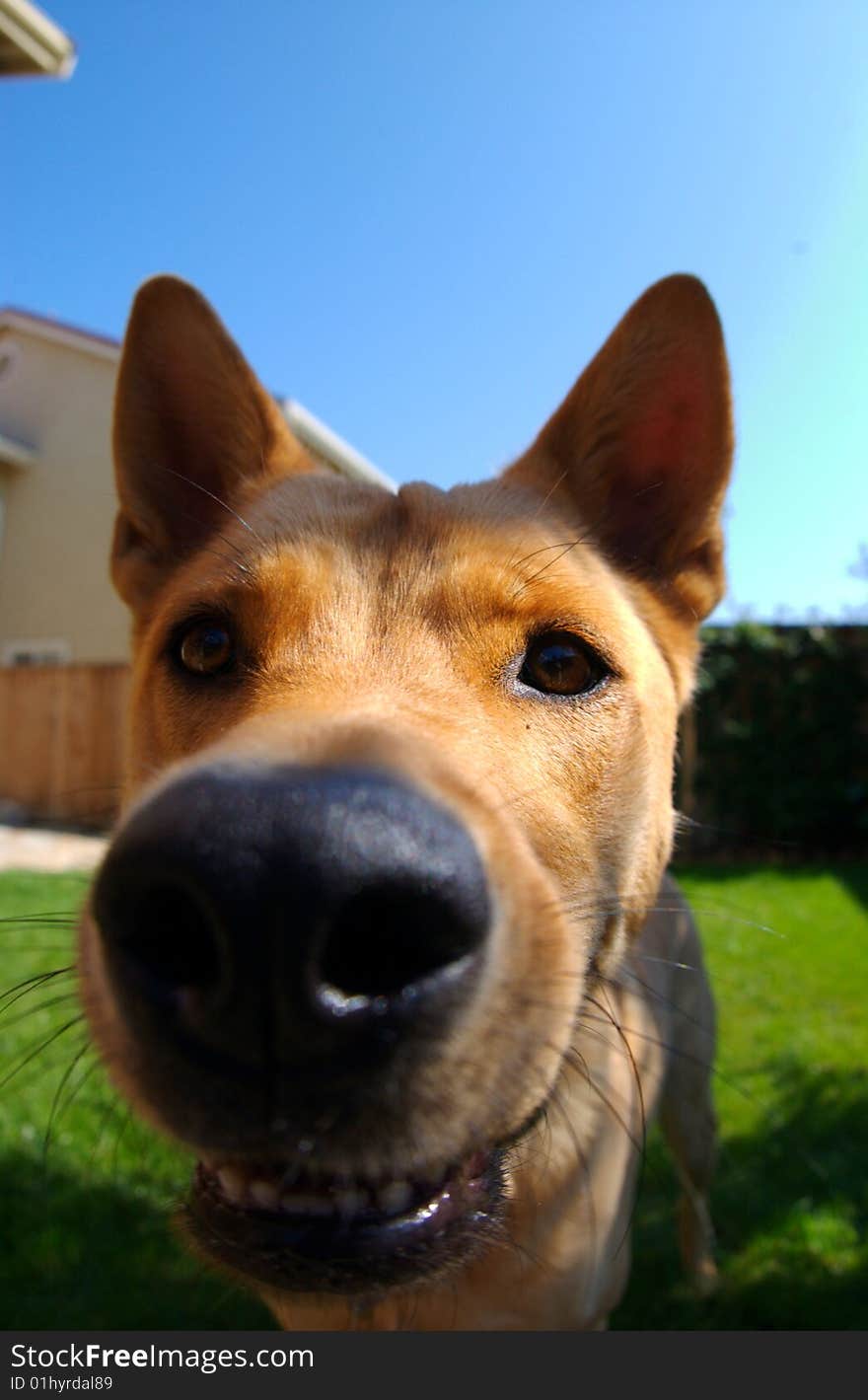 A happy dog, up close and personal. A happy dog, up close and personal