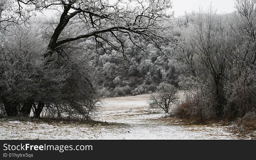 Forest in a cold morning. Forest in a cold morning.