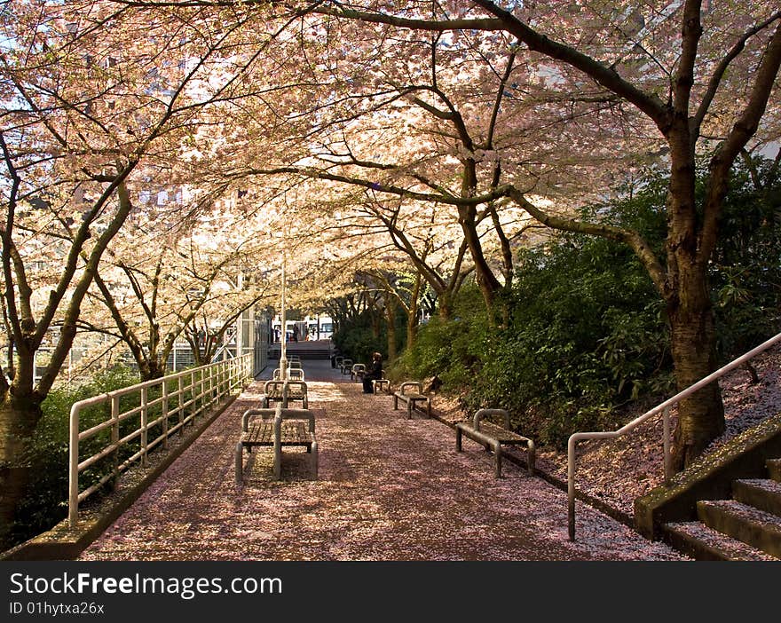 Spring at a commuter station