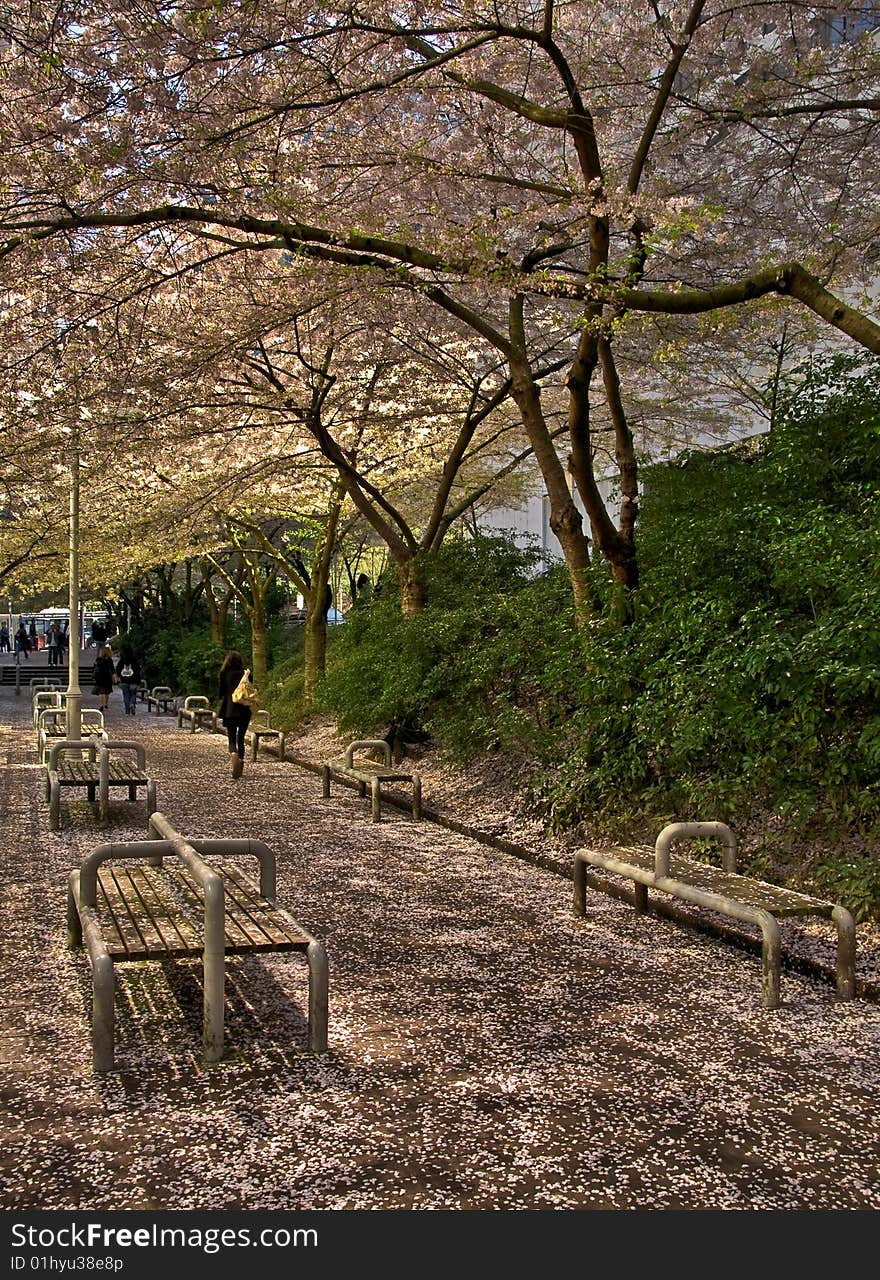 Person walking under blosomed trees