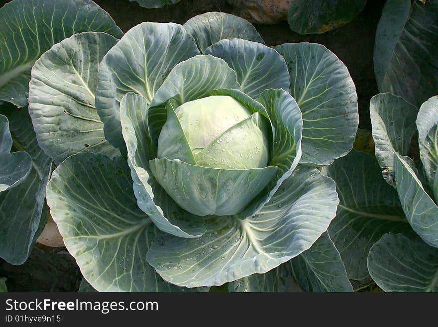 Cabbage