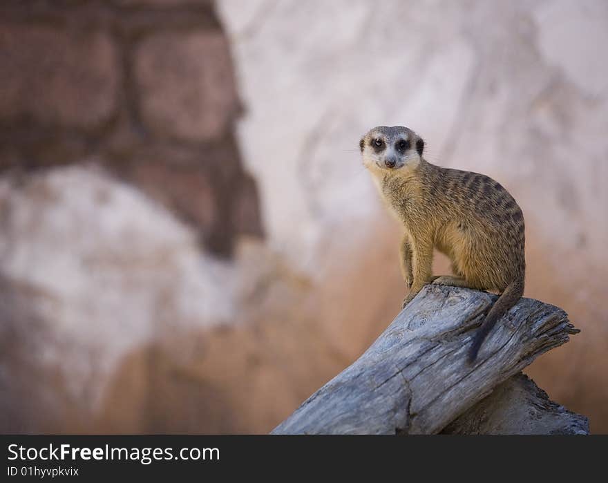 Meerkat Glaring