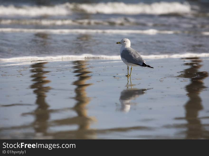 Reflected Gull