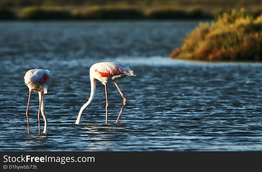 Flamingos in sunset at Camargue, France