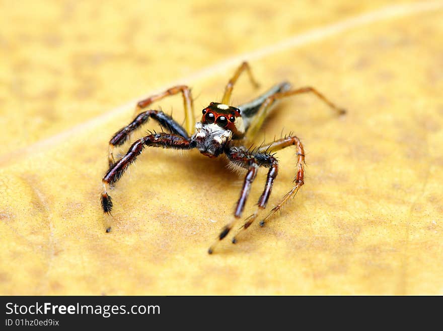 A spider (Epeus Alboguttatus) crawling on wilted leaf.