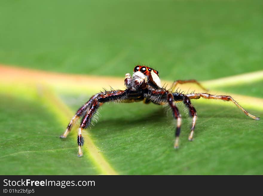 A spider (Epeus Alboguttatus) crawling on green leaf.