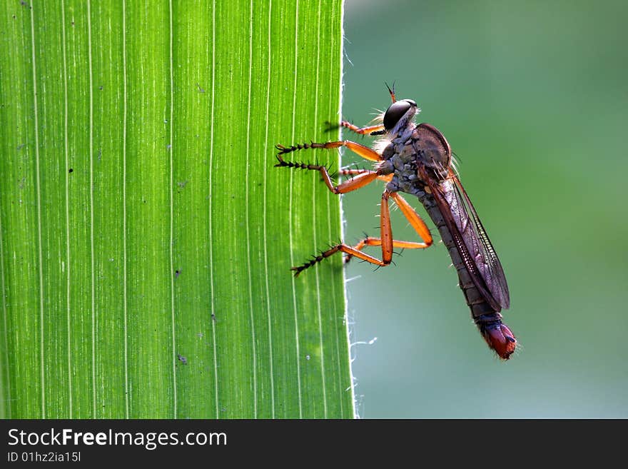 Carnivorous Tabanidae on a leaf