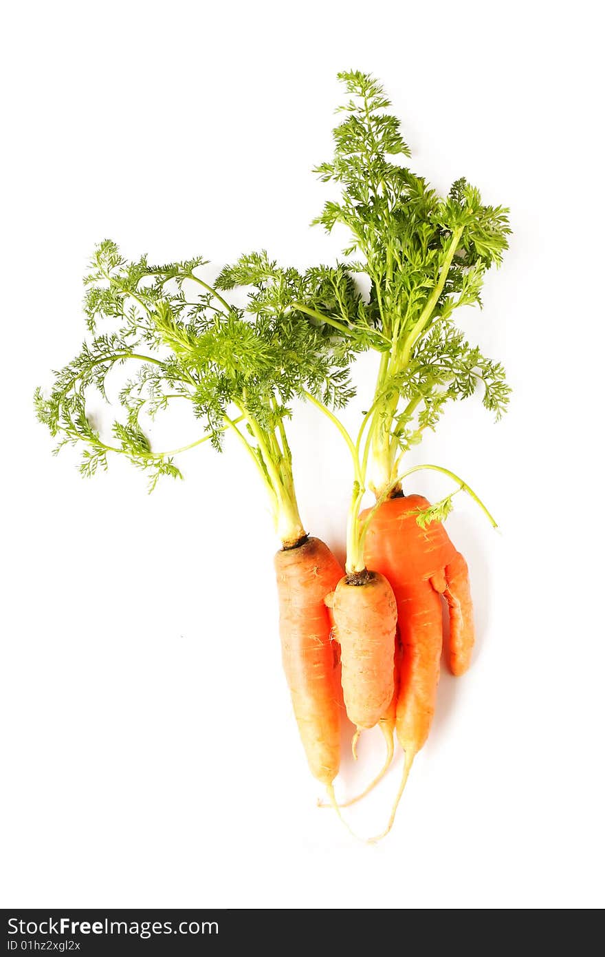 Bunch of fresh carrot in white background。