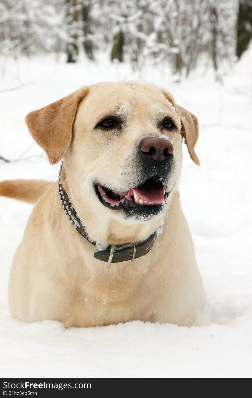 A portrait of Labladora is in the snow-bound forest