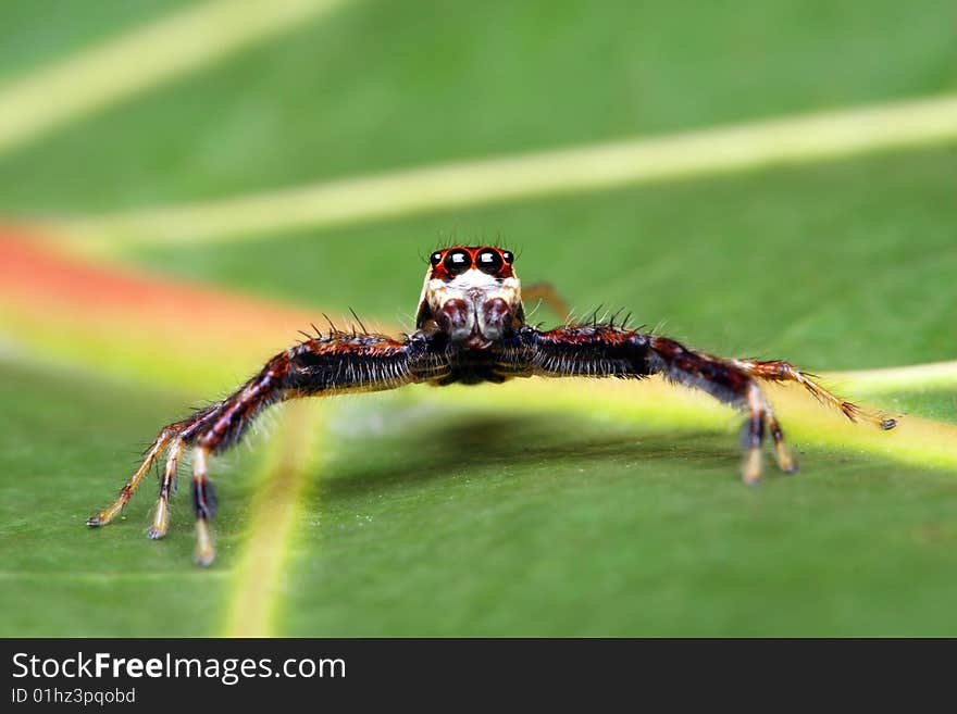 A spider (Epeus Alboguttatus) crawling on green leaf.