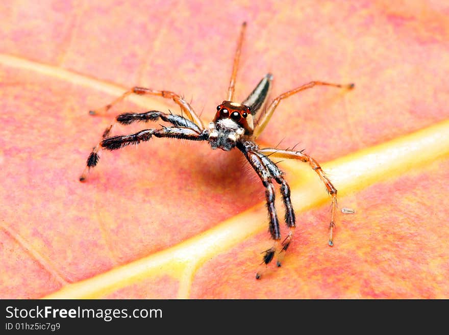 A spider (Epeus Alboguttatus) crawling on orange leaf.