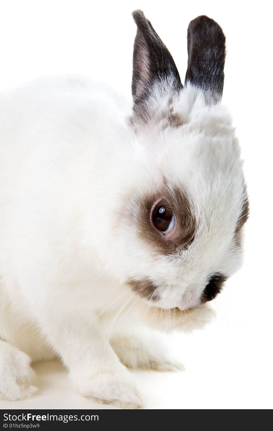 White rabbit isolated on white