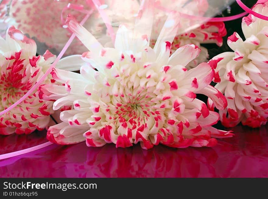 Close-up of chrysanthemum flowers - pink bouquet. Close-up of chrysanthemum flowers - pink bouquet.