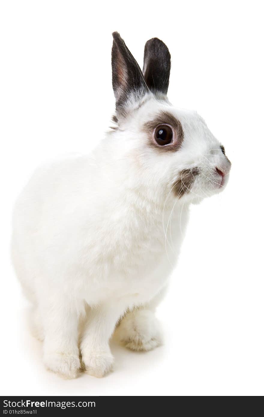 White rabbit isolated on white