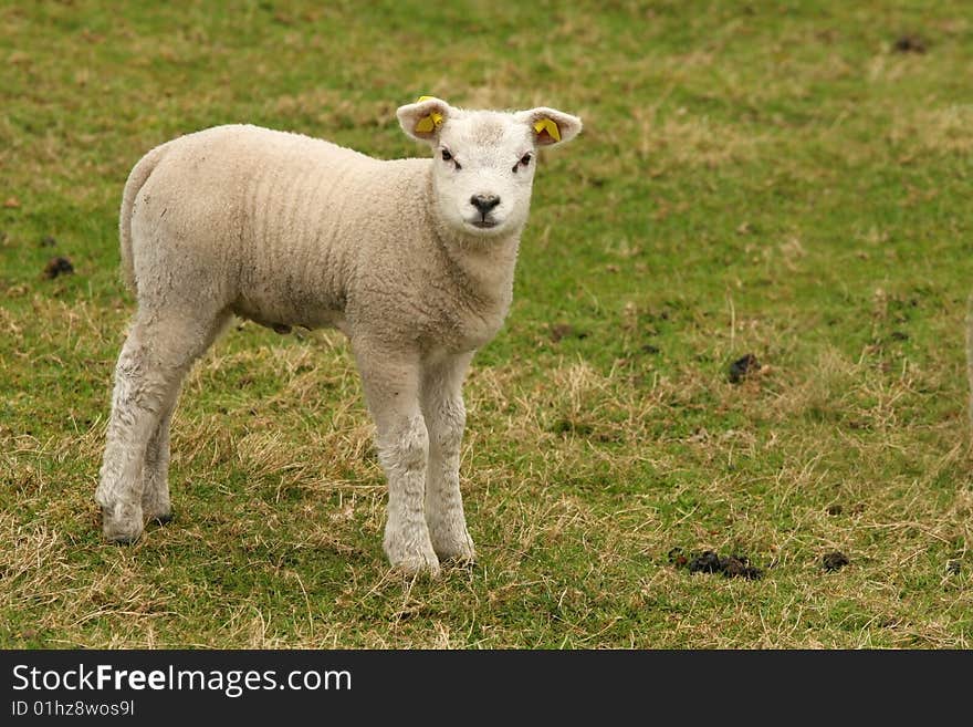 Cute Little Lamb Looking At You