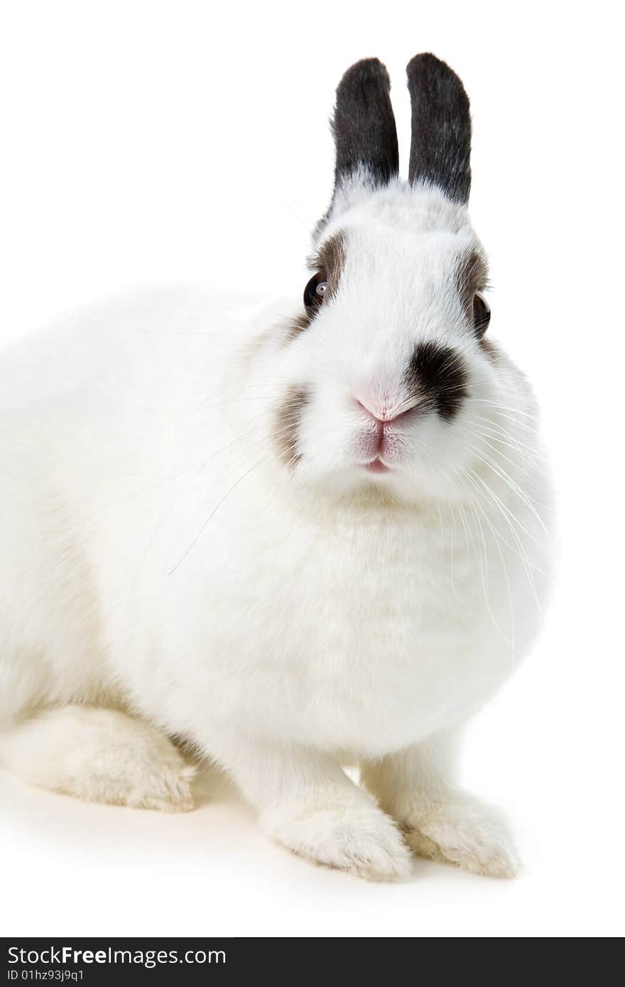 White rabbit isolated on white