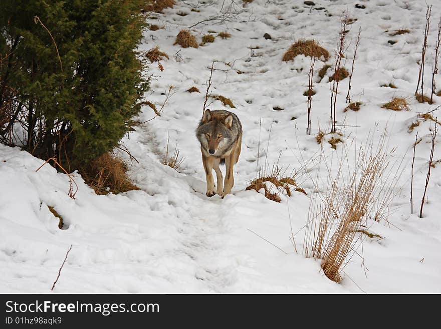 Timber Wolf in the snow