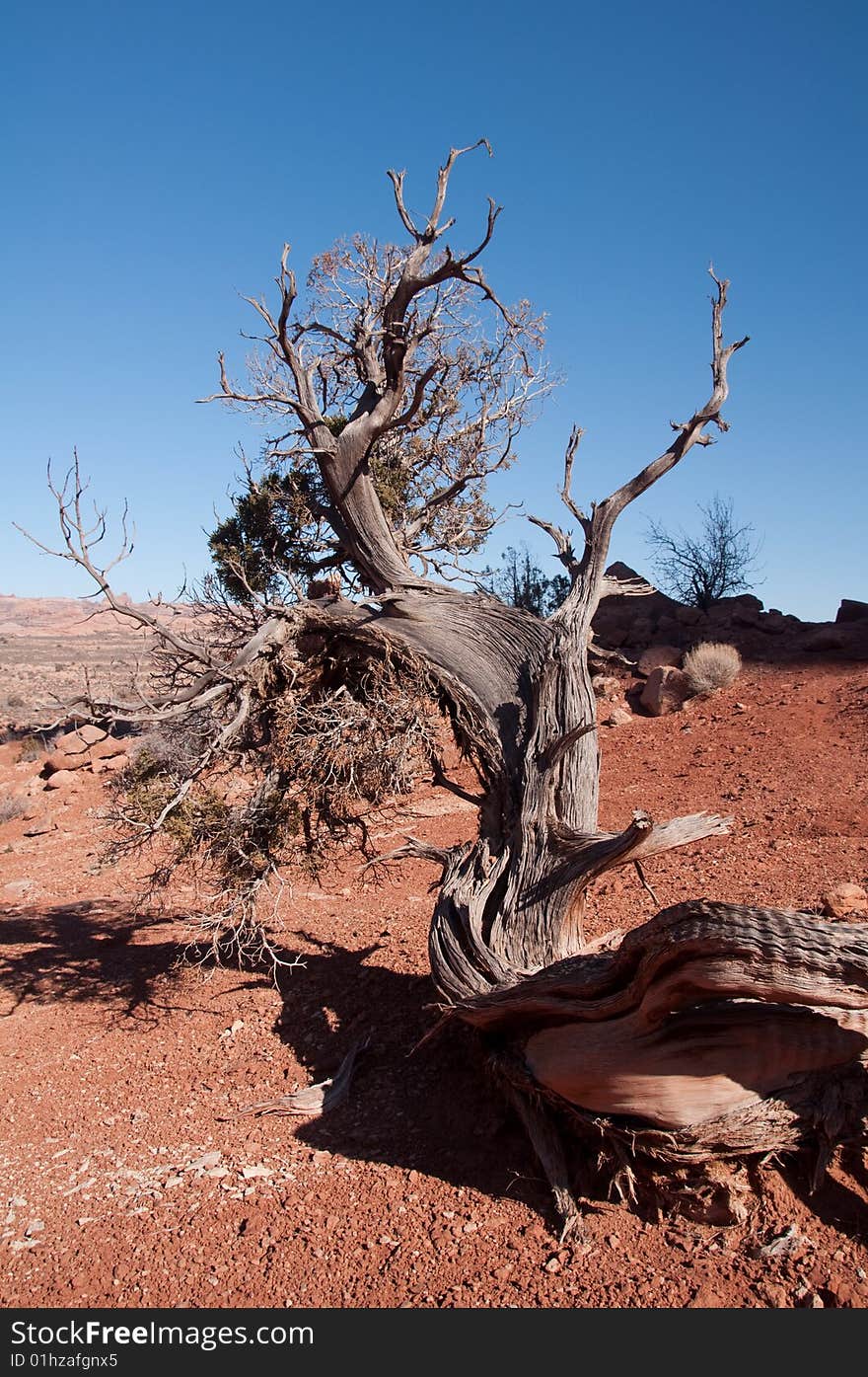 Moab desert tree under bright blue sky