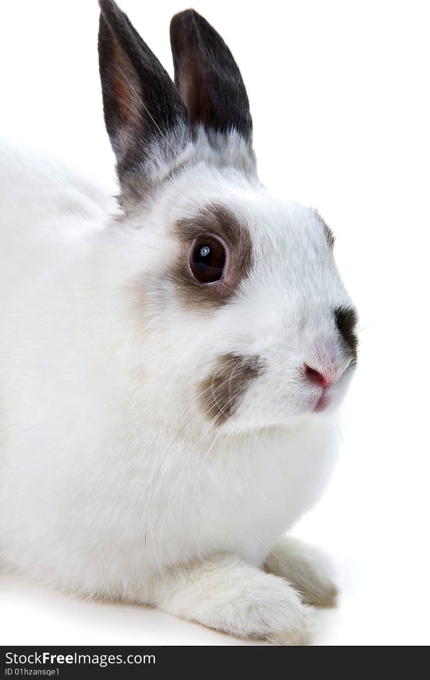 White rabbit isolated on white