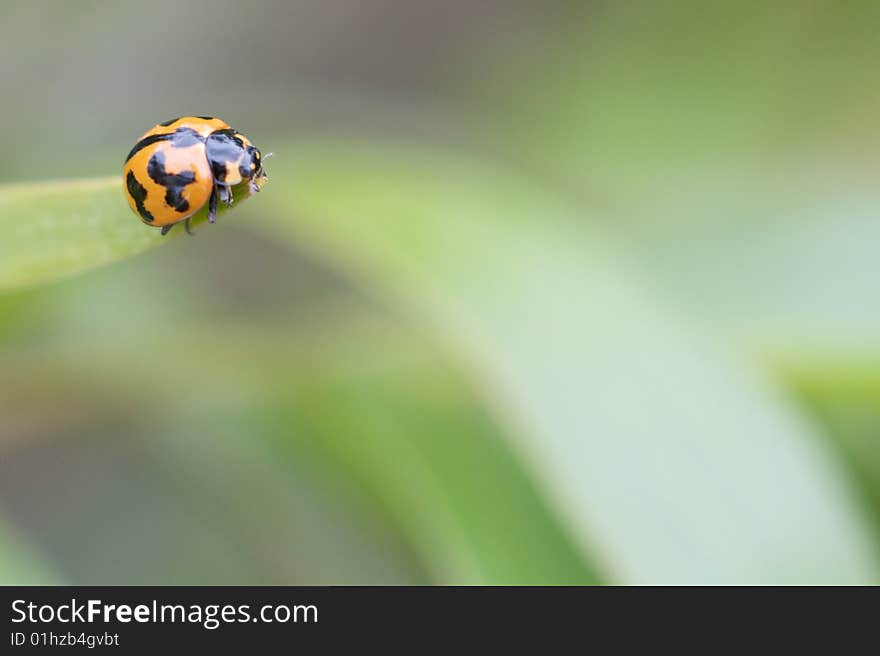 Ladybird