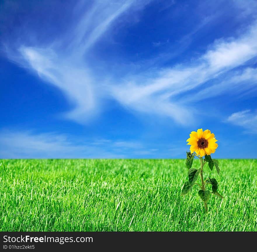 Green field with single sunflower. Green field with single sunflower