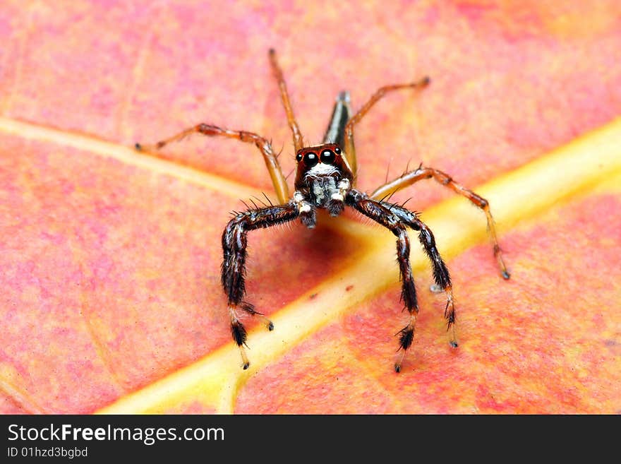 A spider (Epeus Alboguttatus) crawling on orange leaf.