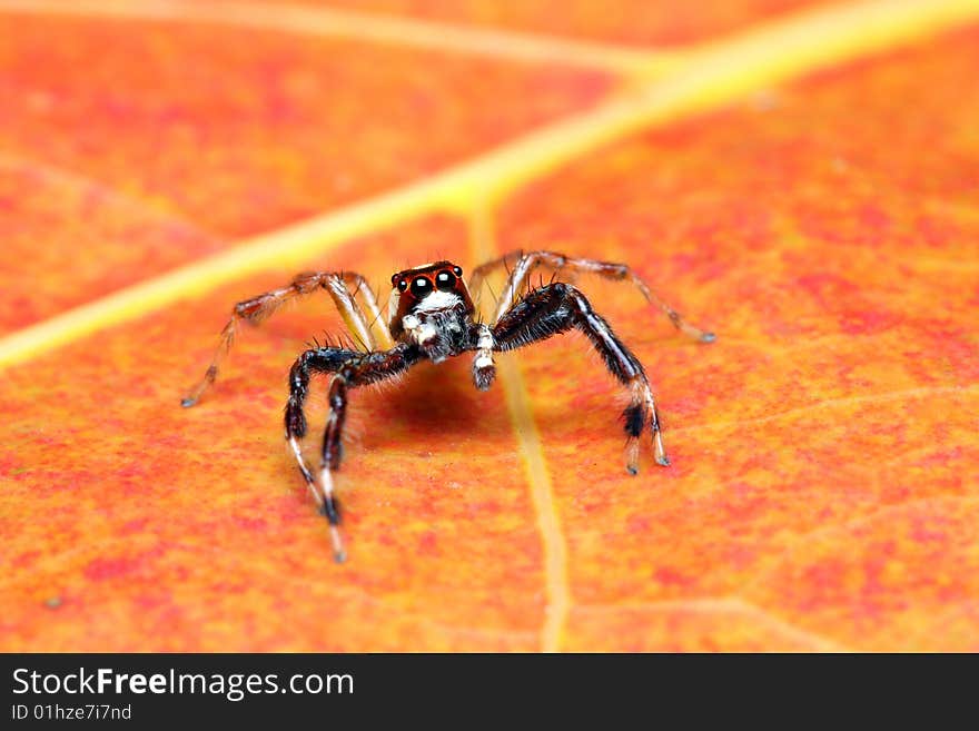 A spider (Epeus Alboguttatus) crawling on orange leaf.