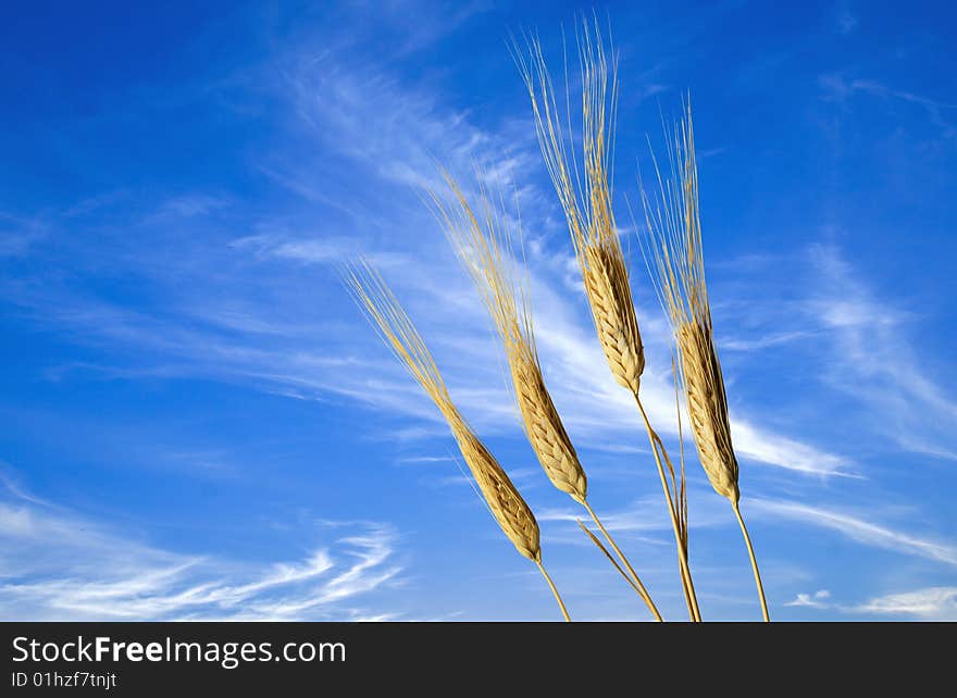 Wheats close-up over blue sky back background