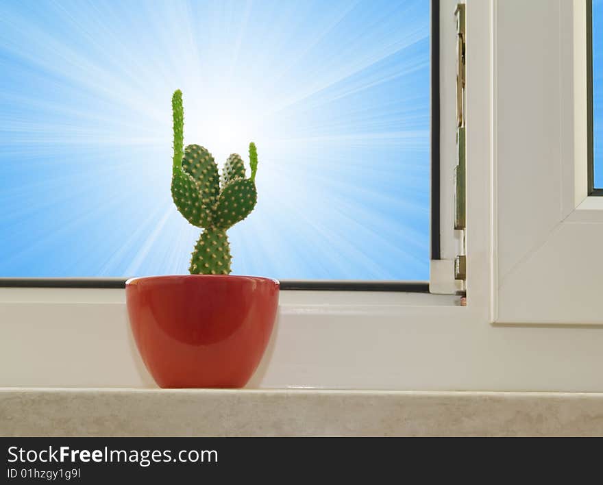 Opuntia cactus on  sunlight background