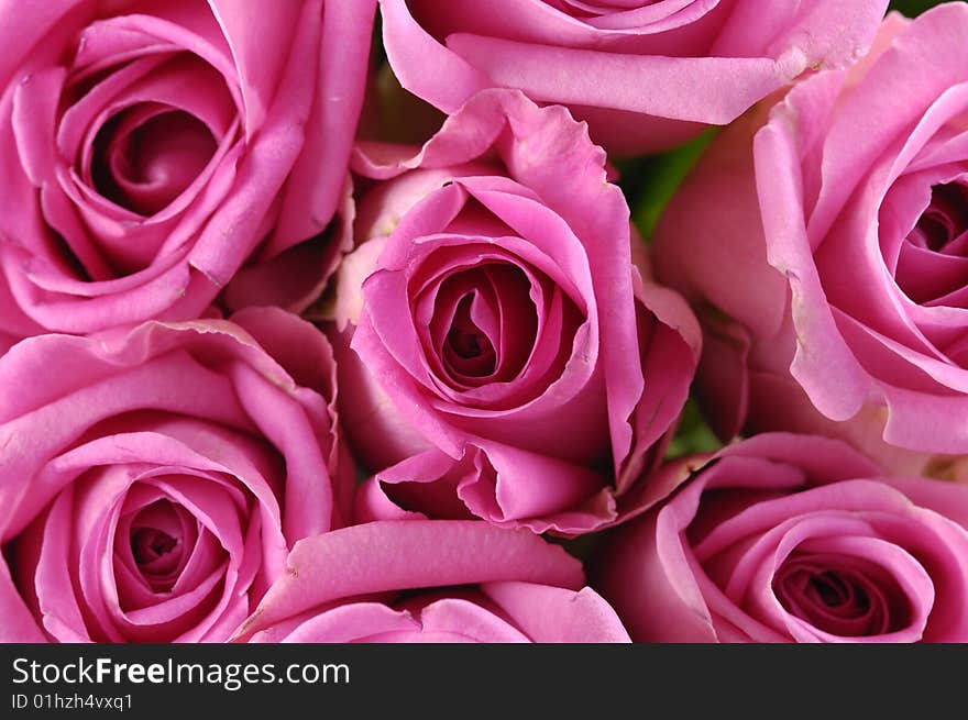 Big bunch of multiple pink roses