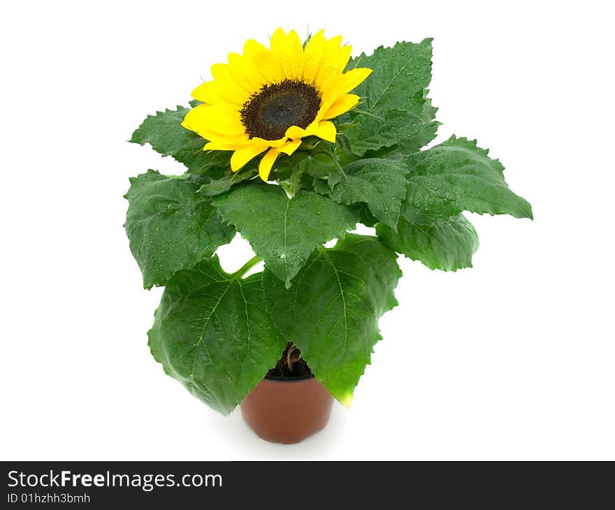 Sunflower isolated on white background.