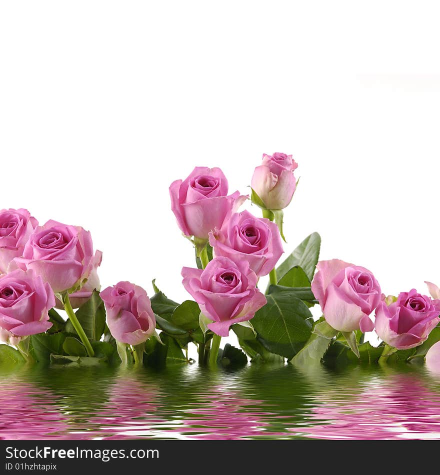 Bunch of pink roses with reflection