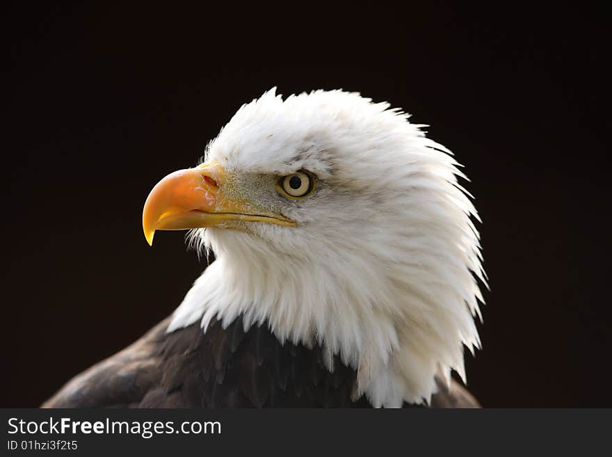 Portrait of a Male Bald Eagle