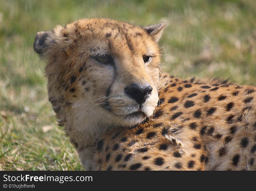 Cheetah laying in the lush green grass watching with big brown eyes