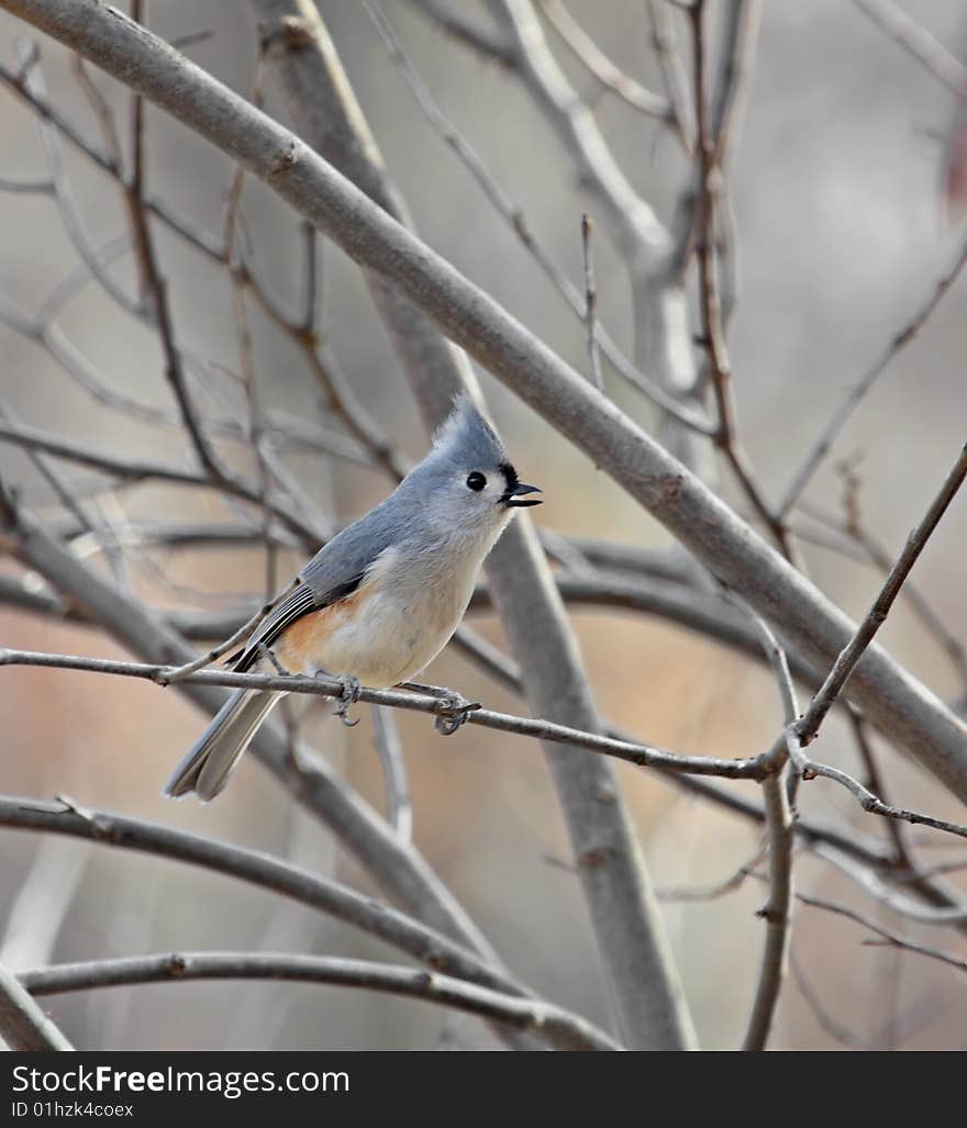 Tufted Titmouse