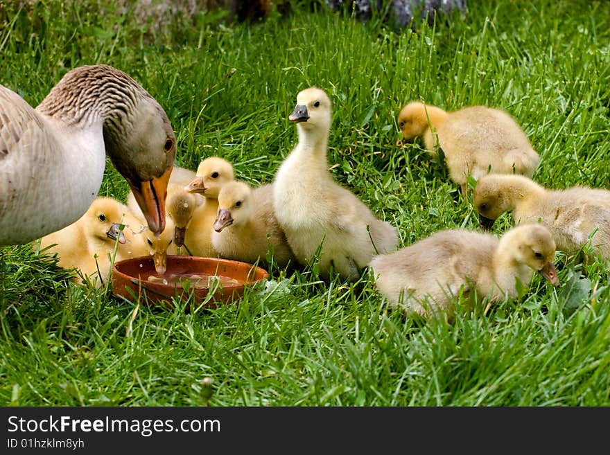 Mother goose with small yellow baby goose