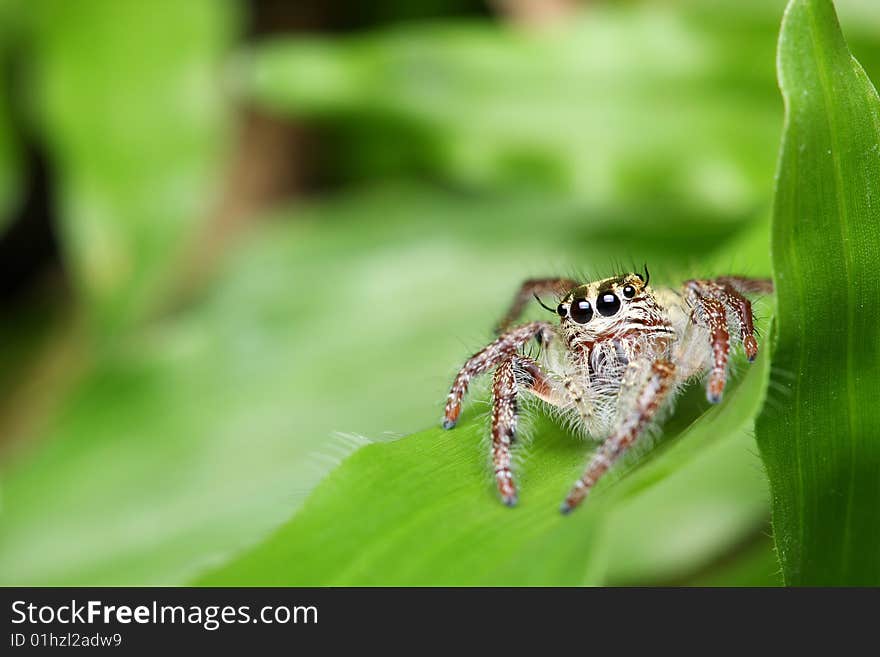 Spider (Rhene atrata)