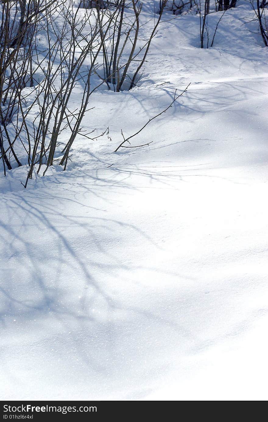 Detail view of some snow in a forest. Detail view of some snow in a forest.