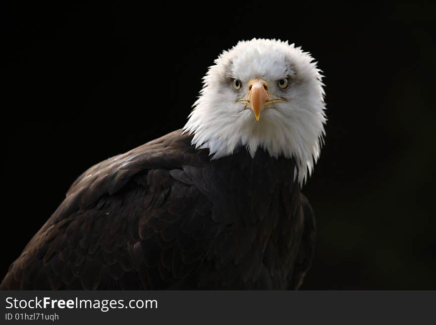 Bald Eagle